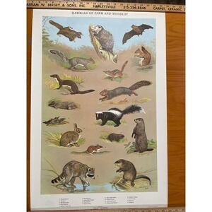 VTG Mammals Farm & Woodlot‎ Print Chart Poster 60s MCM 20x30 Ned Smith PA Game